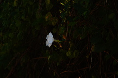 Ipomoea populina