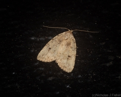 Tolpia conscitulana