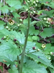 Scrophularia alpestris