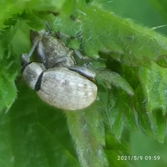 Peritelus sphaeroides