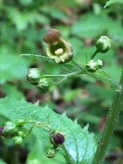 Scrophularia alpestris