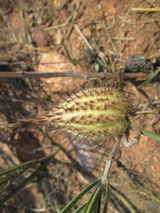 Gomphocarpus tomentosus tomentosus