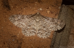 Cleora decisaria