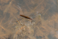 Limnoporus rufoscutellatus