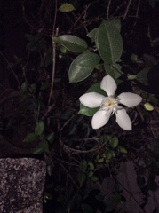 Wrightia antidysenterica