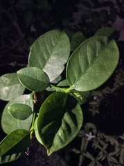 Wrightia antidysenterica