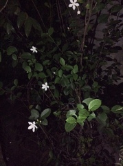 Wrightia antidysenterica