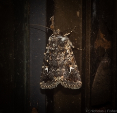 Proteuxoa goniographa