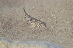 Yongeichthys nebulosus