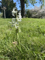 Ornithogalum nutans