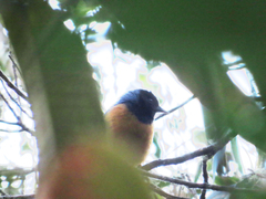 Conirostrum sitticolor