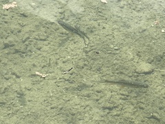 Squalius cephalus