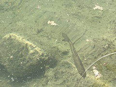 Squalius cephalus
