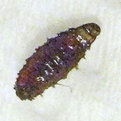 Lissachatina immaculata