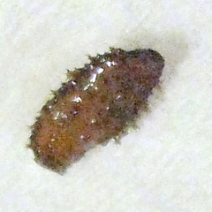 Lissachatina immaculata