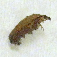 Lissachatina immaculata