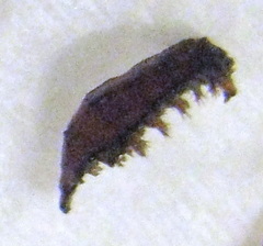 Lissachatina immaculata