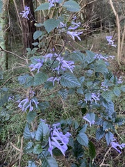 Plectranthus saccatus