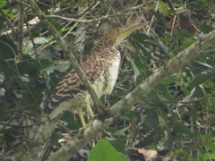Tigrisoma fasciatum