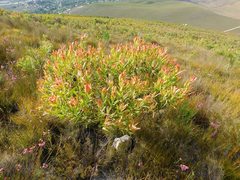 Leucadendron microcephalum