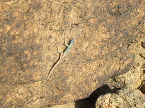 Platysaurus broadleyi