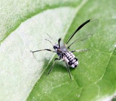 Cinara pruinosa