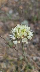 Allium amplectens