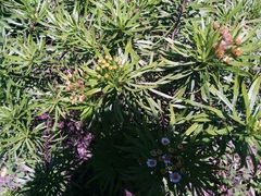 Darwiniothamnus tenuifolius