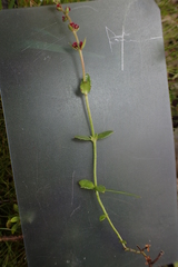 Gonocarpus serpyllifolius