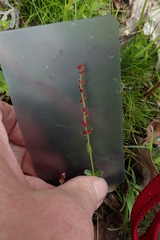 Gonocarpus serpyllifolius