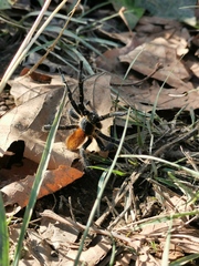 Harpactira chrysogaster