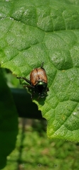 Popillia dilutipennis