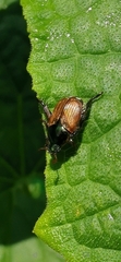 Popillia dilutipennis