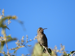 Dusky Hummingbird photo 5