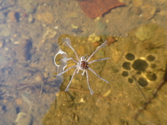 Dolomedes fimbriatus