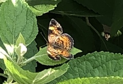 Phyciodes tharos