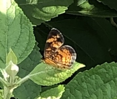 Phyciodes tharos