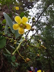 Dillenia suffruticosa