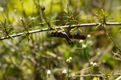 Schistocerca melanocera