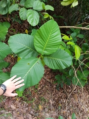 Dillenia suffruticosa