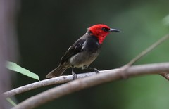 Myzomela erythrocephala