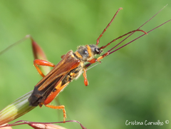 Stenopterus mauritanicus