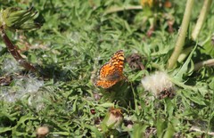 Phyciodes mylitta
