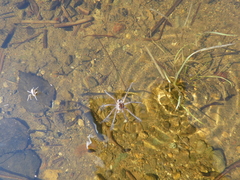 Dolomedes fimbriatus