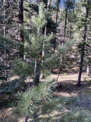 Pinus reflexa