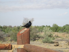 Onychognathus nabouroup