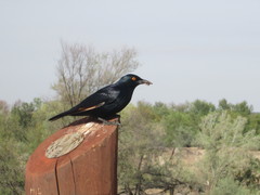 Onychognathus nabouroup