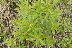 Veronicastrum virginicum
