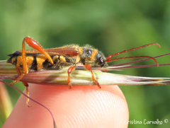 Stenopterus mauritanicus