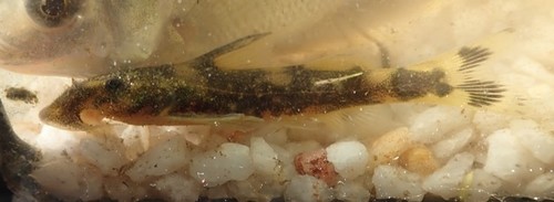 Sawfin rock catlet (Chiloglanis paratus) — Mochokidae — 5